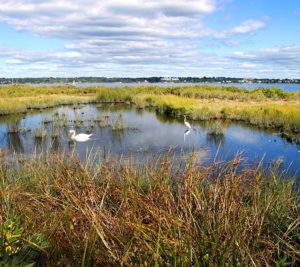 Funding Available for Regional Wetland Mapping Assessment