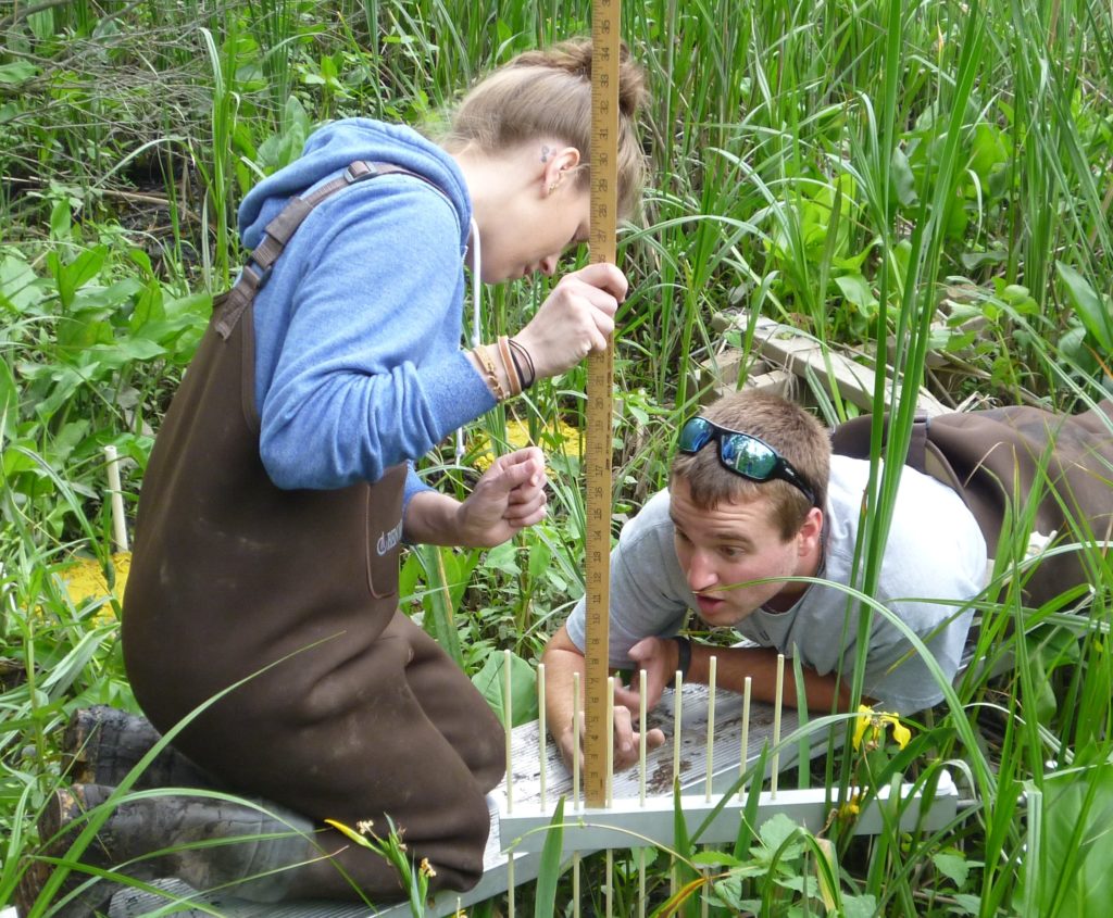 A man and a woman kneeling and lying on a narrow metal platform are taking measurements in the middle of a marsh