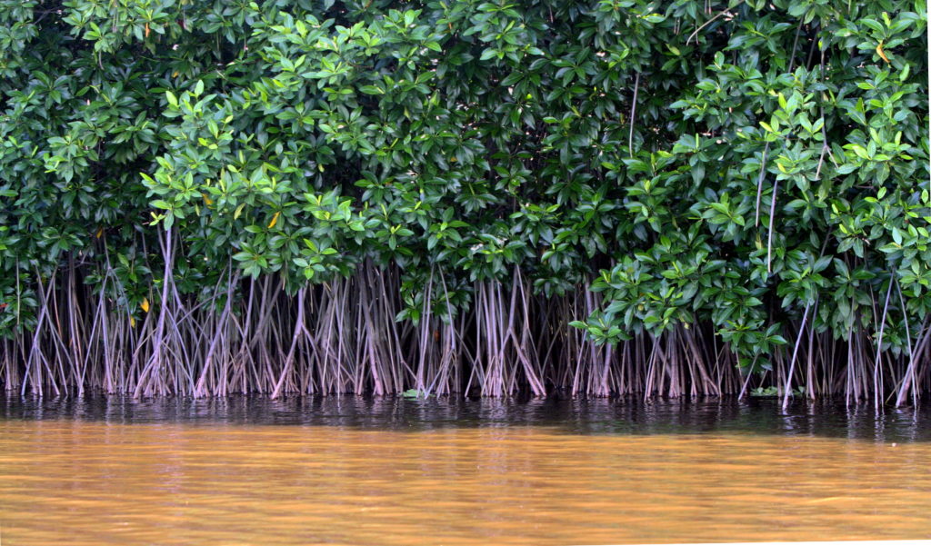 A Mangrove forest