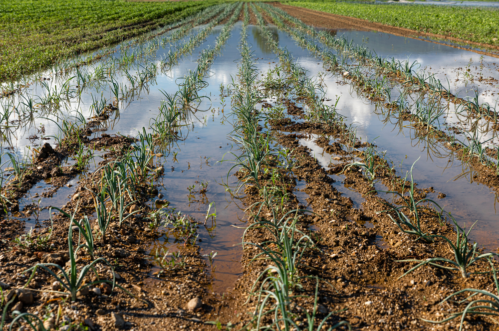 Agricultural runoff typically contains pesticides and fertilizers, a major contributor to nonpoint source pollution.