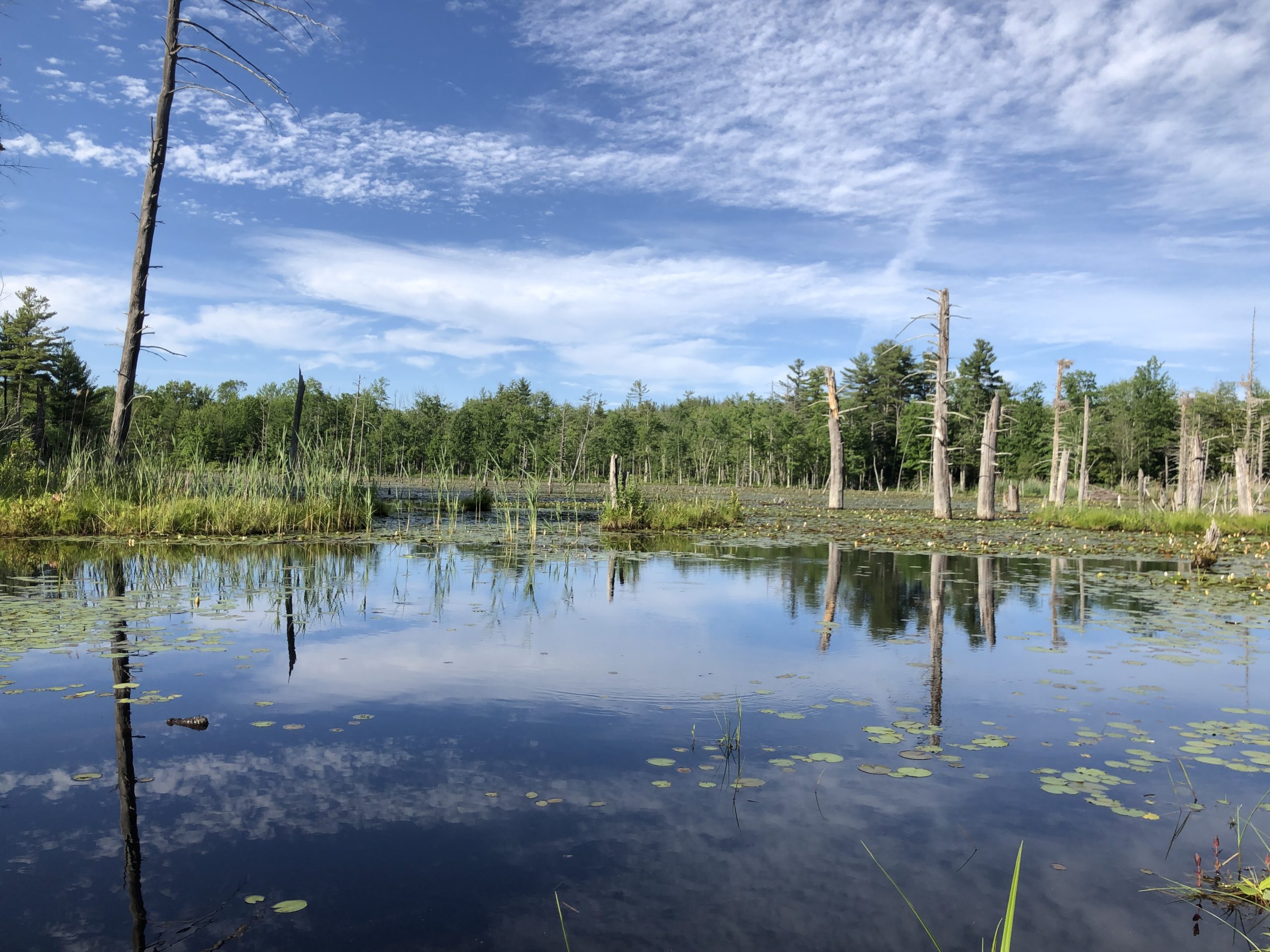 A wetland with lily pads, trees, and aquatic vegetation