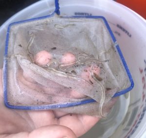 Glass eels in net