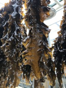closeup of kelp