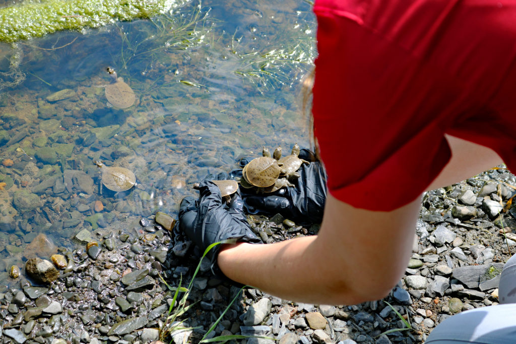 A spiny softshell turtle hatching being released into Lake Champlain.