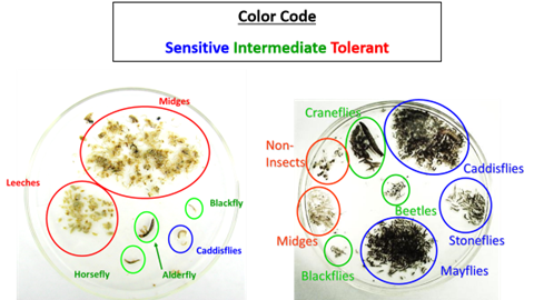 Analyzing macroinvertebrates for pollution tolerance.