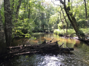 New Biotic Index Helps Resource Managers Assess Stream Health