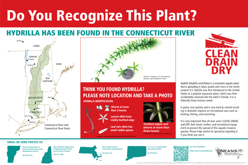 Hydrilla in the CT River awareness card