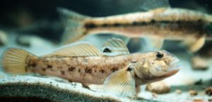 Knocking on Lake Champlain’s Door: The Round Goby