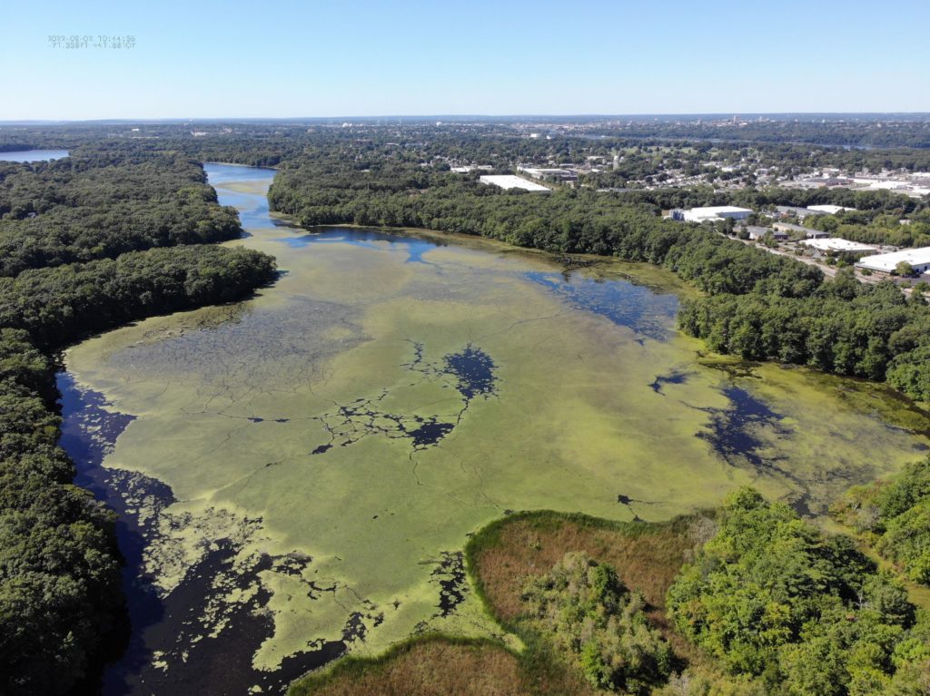Drone photo showing water chestnut covering much of Central Pond in Rhode Island.