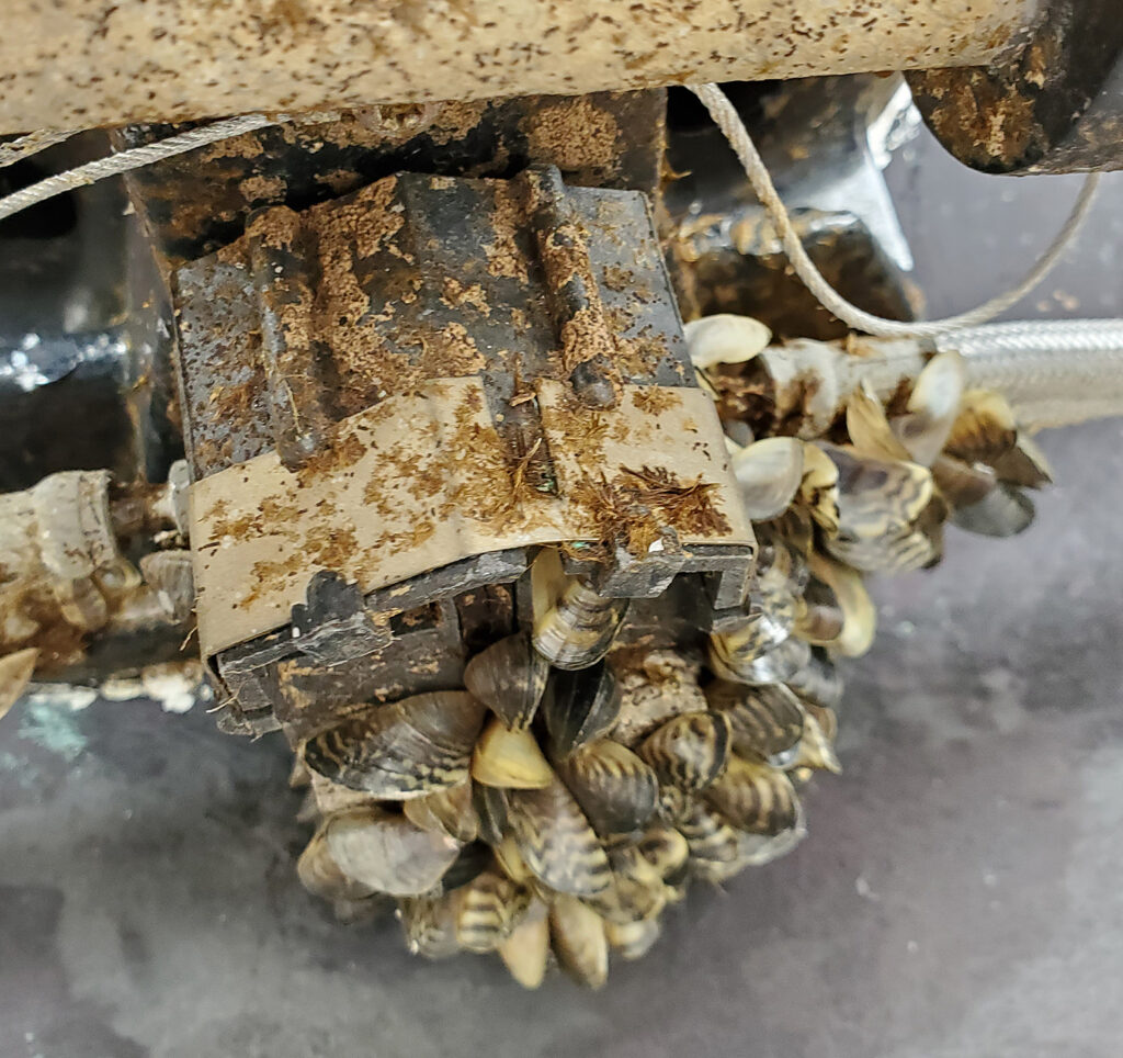 zebra mussels on motor