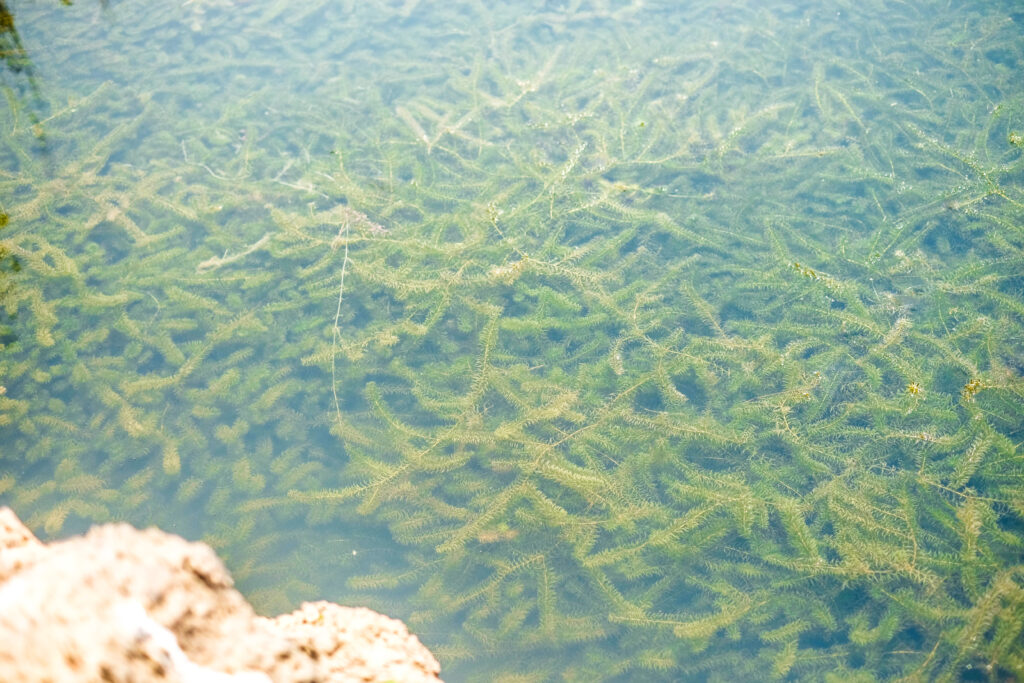 hydrilla in a water body