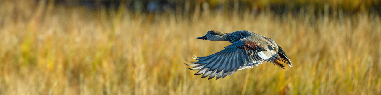 A duck taking off from the ground