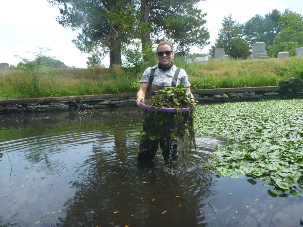 Volunteer in waders holds a basket of the invasive plant water chestnut.