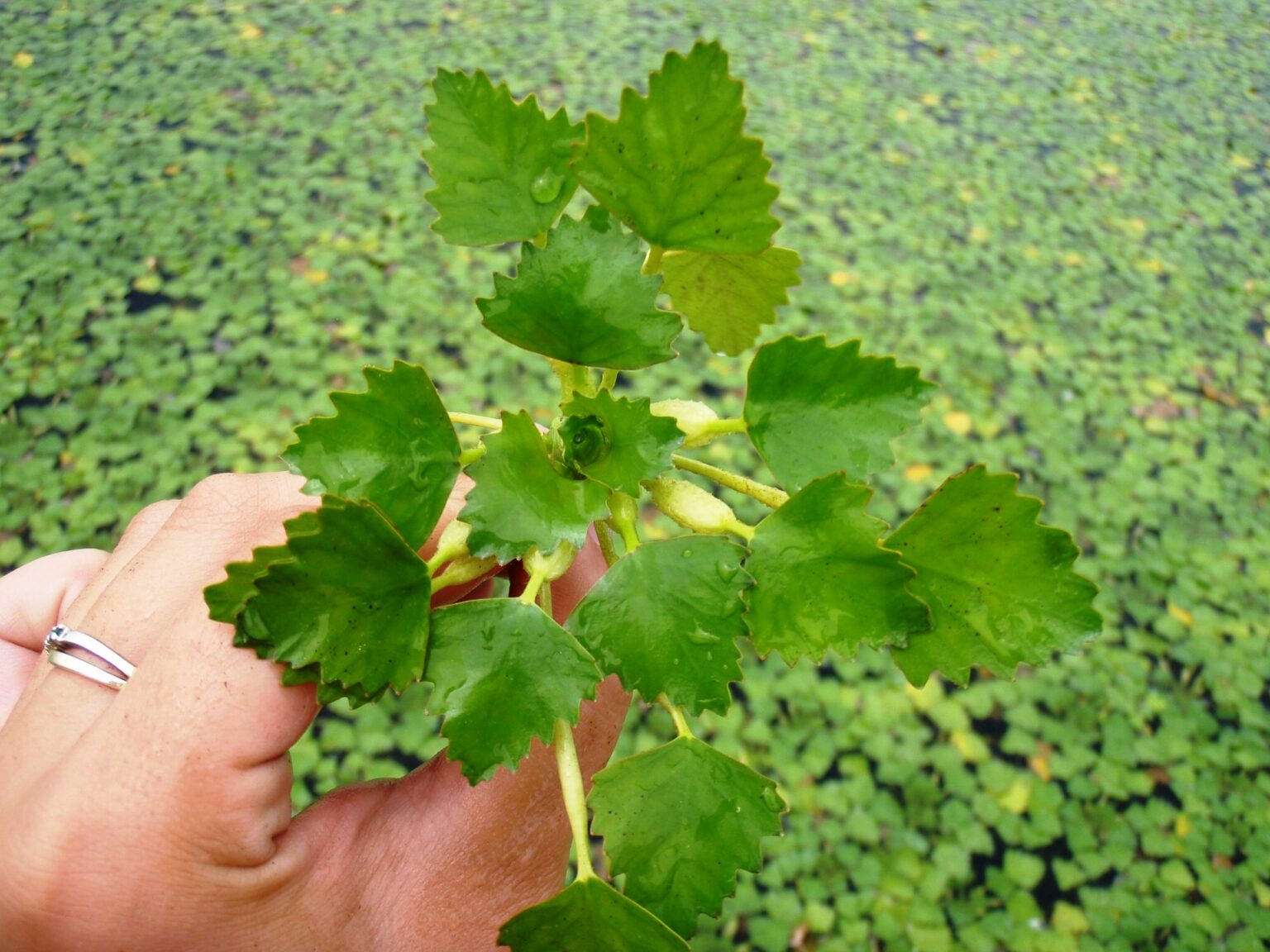 Environmental Groups Recruiting Volunteers To Harvest Invasive Aquatic ...