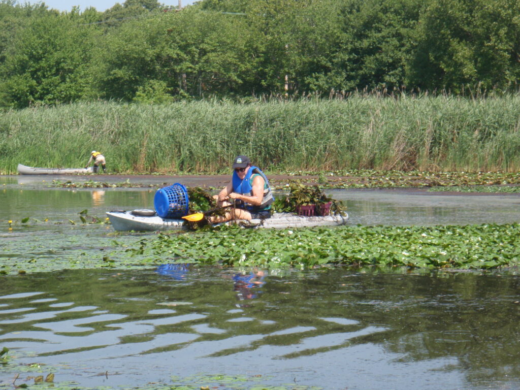 Volunteer removes water chestnut by hand from a canoe in Rhode Island.