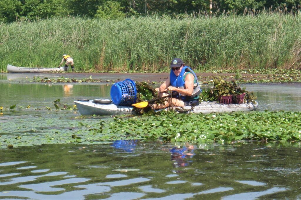 Woman in a kayak removing water chestnut, an invasive plant, from a river or pond.
