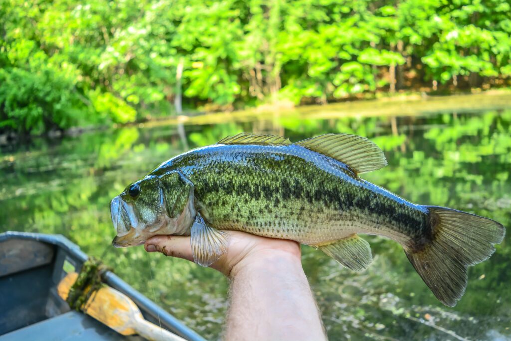 A largemouth bass being held from a canoe on a lake