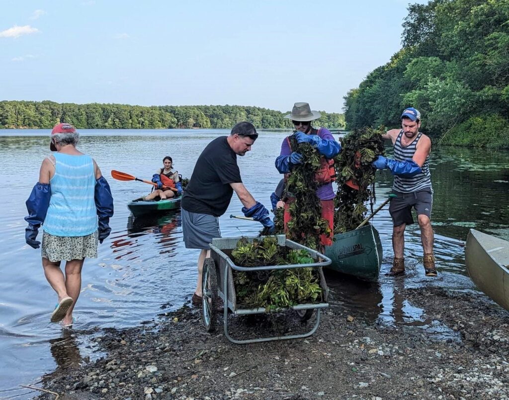 Volunteers filling a cart with invasive water chestnut.