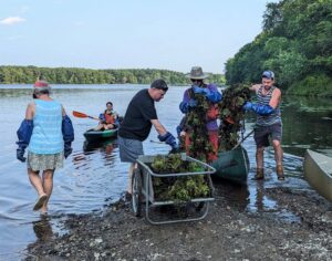 Volunteers Remove Invasive Plant from Waterways