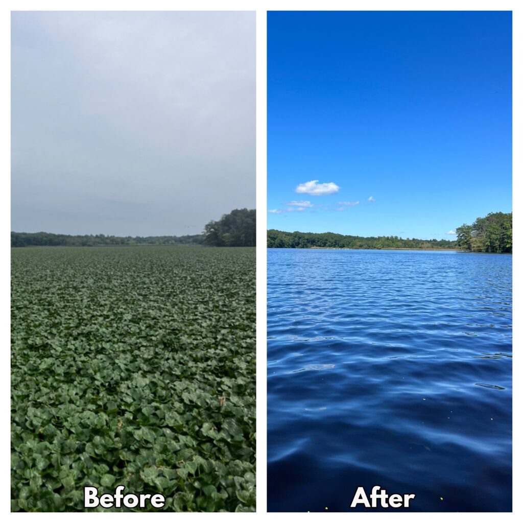 Central Pond in East Providence, Rhode Island before (2022) and after herbicide treatment for water chestnut in 2023. Photo by RIDEM.