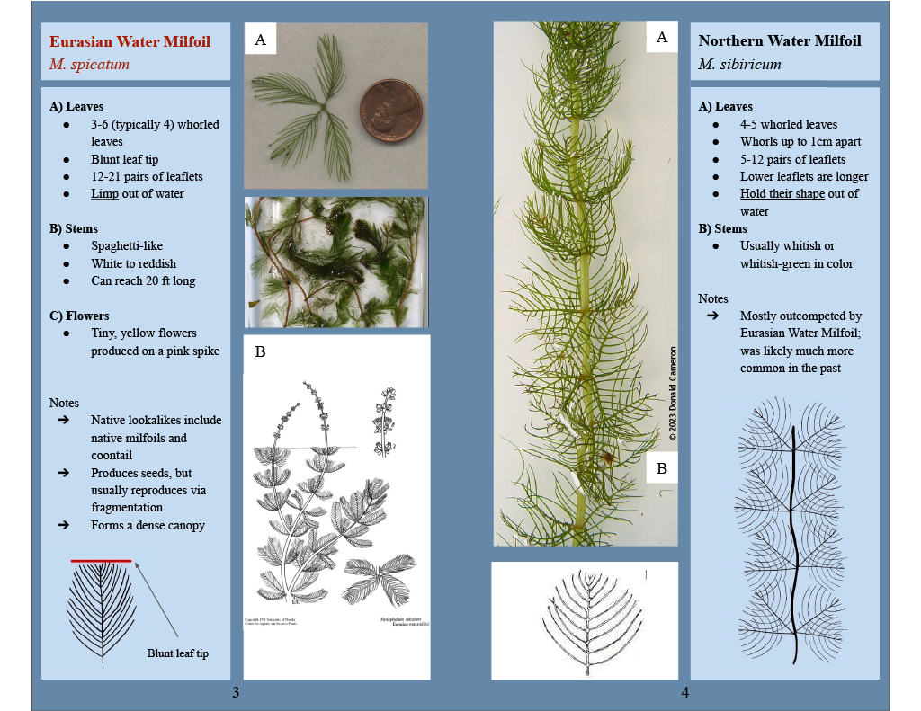 Hudson River Aquatic Plant Guide Now Available