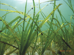 Funding Available for Long Island Sound Eelgrass Habitat Suitability Model