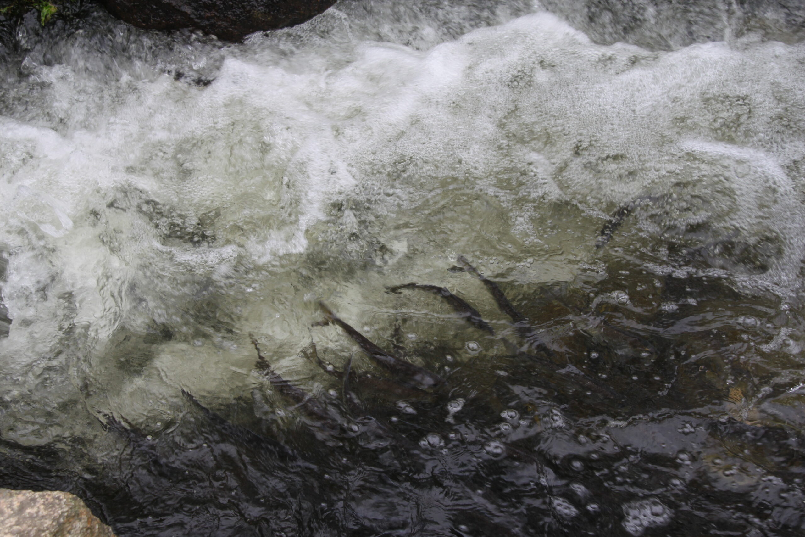 Adult river herring (alewife and blueback herring) during the spring spawning migration