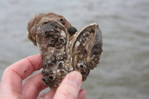 $75,000 Awarded to Map Oyster Population in the Lower Hudson River Estuary