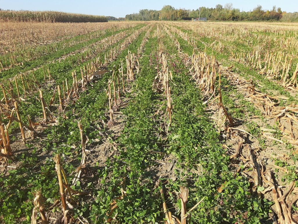 Established cover crop shown post corn harvest. Photo credit: Clinton County Soil and Water Conservation District.