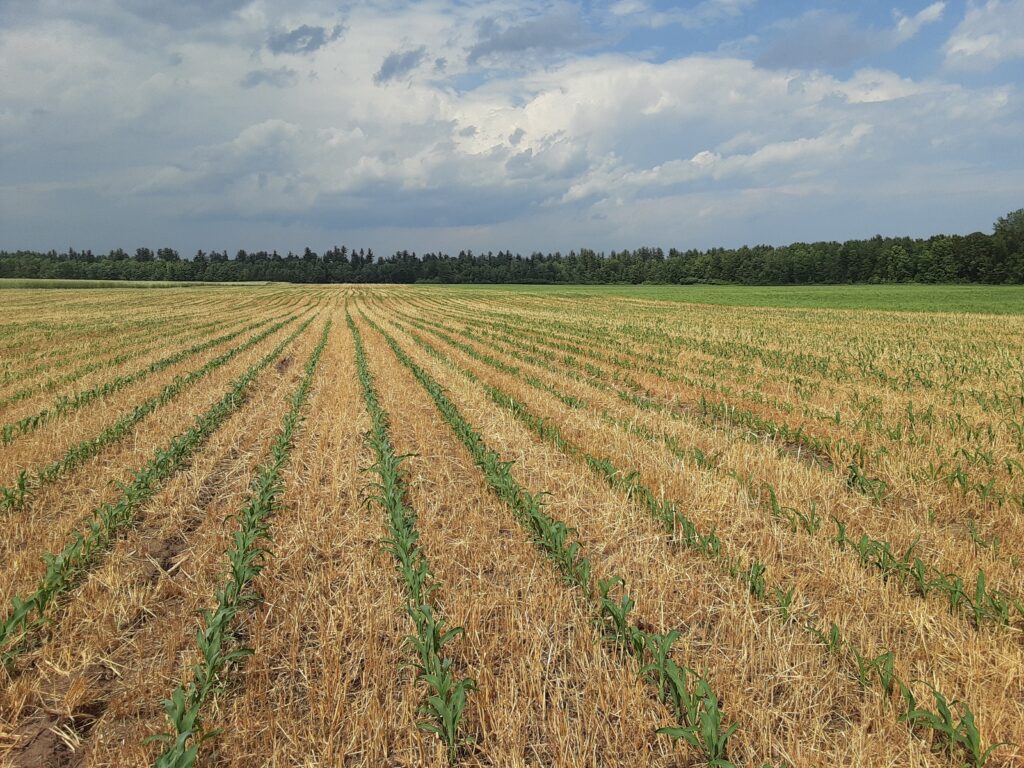 Corn planted into cover crop stubble with a retrofitted no-till planter. Photo credit: Champlain Watershed Improvement Coalition of New York.