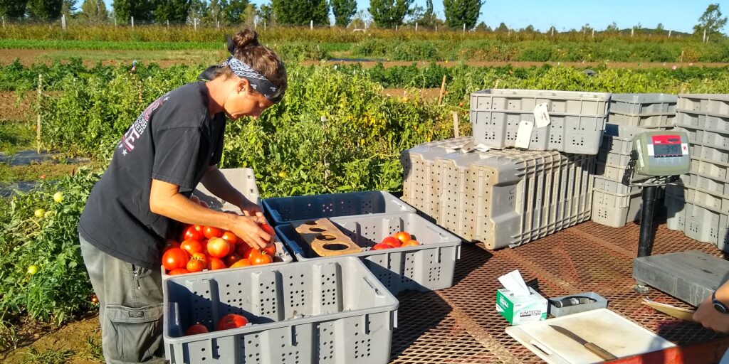 A researcher sizing tomatoes as part of a nutrient bioextraction study.