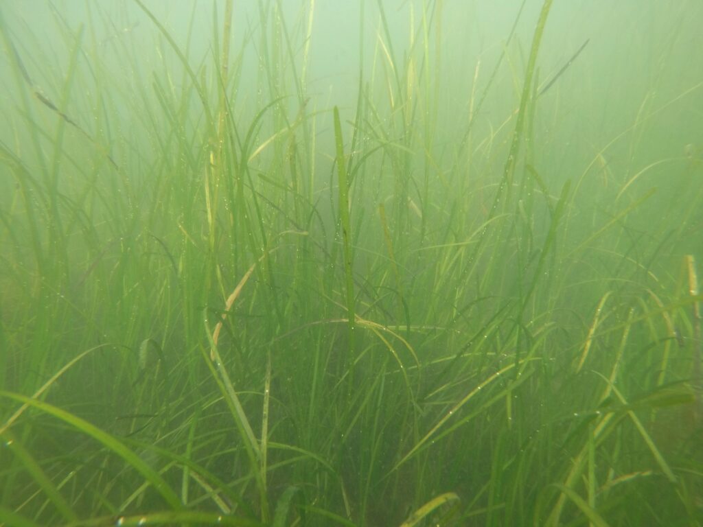 Eelgrass meadow