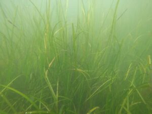 Project Launched to Update Eelgrass Habitat Model in Long Island Sound
