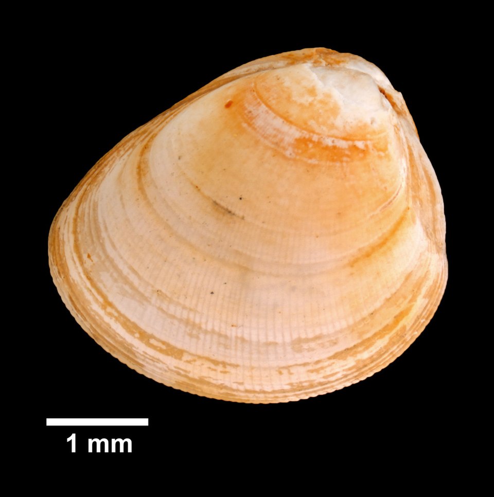 Nucula proxima. Source: https://commons.wikimedia.org/wiki/File:Nucula_proxima_(YPM_IZ_032765).jpeg
