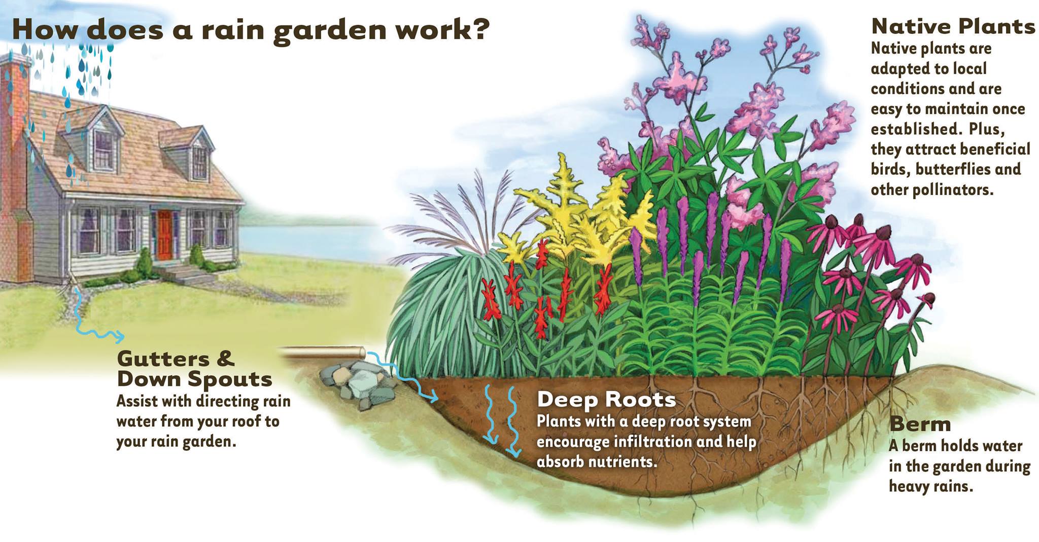 Diagram of a rain garden