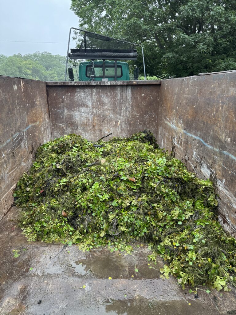 Harvested water chestnut in a dumpster.