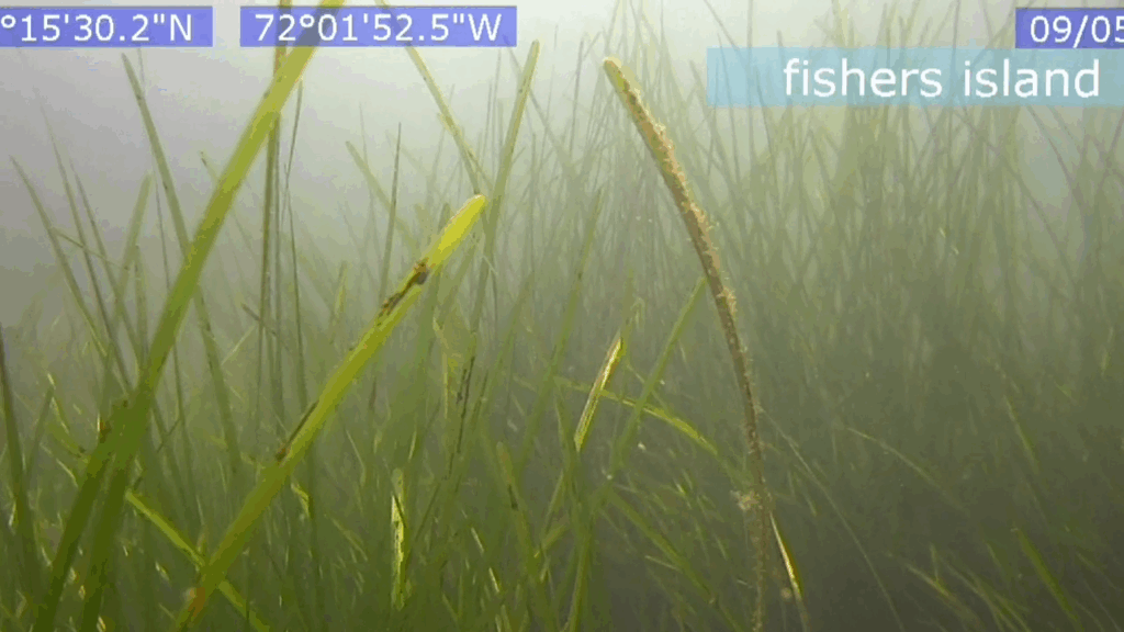 Submerged Aquatic Vegetation Mapping of Long Island Sound Finds Net Increase in Eelgrass Habitat
