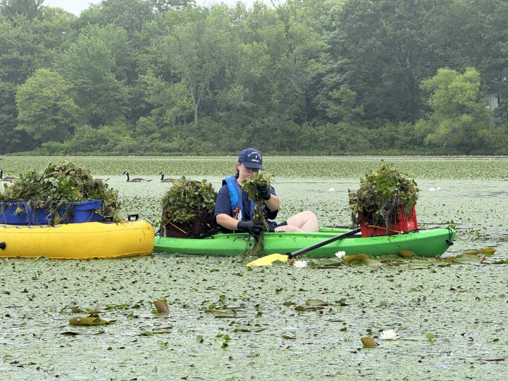 Volunteers Help Clear Invasive Plant from Waterbodies