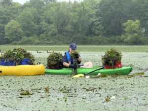 Volunteers Help Clear Invasive Plant from Waterbodies