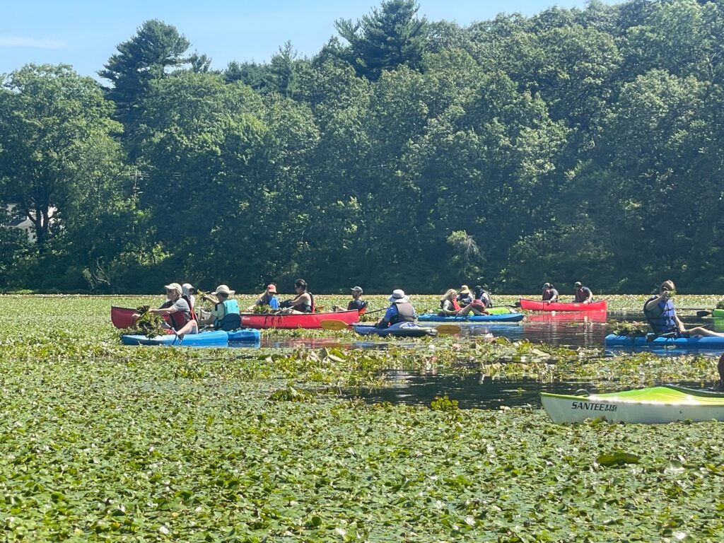 A group of community volunteers tackle a large infestation of water chestnut in Lake Quinsigamond in Shrewsbury, Massachusetts.