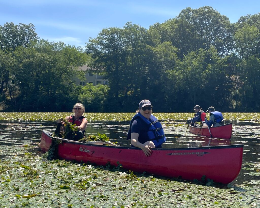Volunteers hand-pull water chestnut from Lake Quinsigamond in Shrewsbury, Massachusetts.
