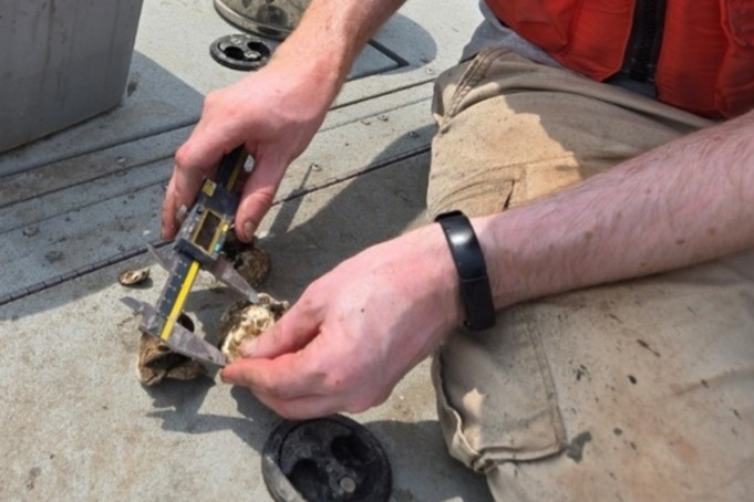 A field technician measures an oyster with digital calipers