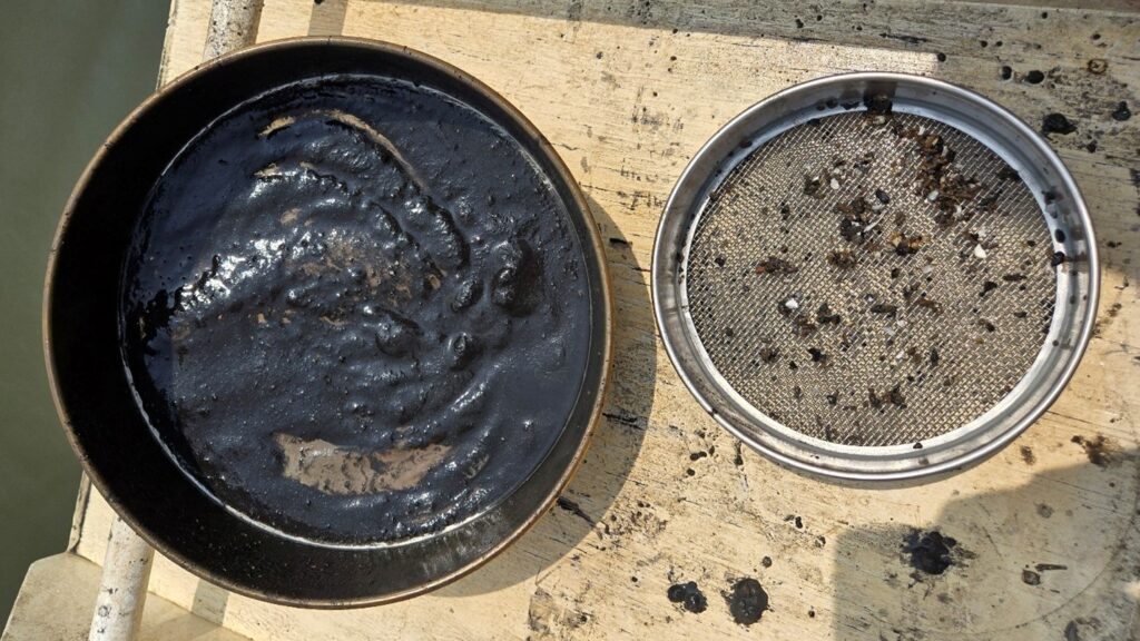 Sediment characterization and isolated oysters in a sieve.