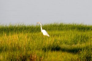 Funding Available for the Development of a Long Island Sound Habitat Connectivity Model