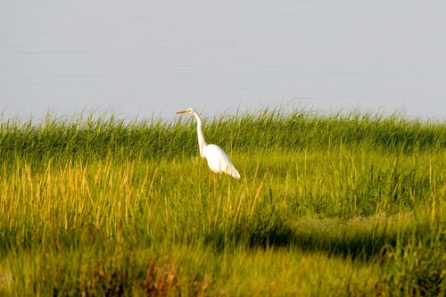 Funding Available for the Development of a Long Island Sound Habitat Connectivity Model